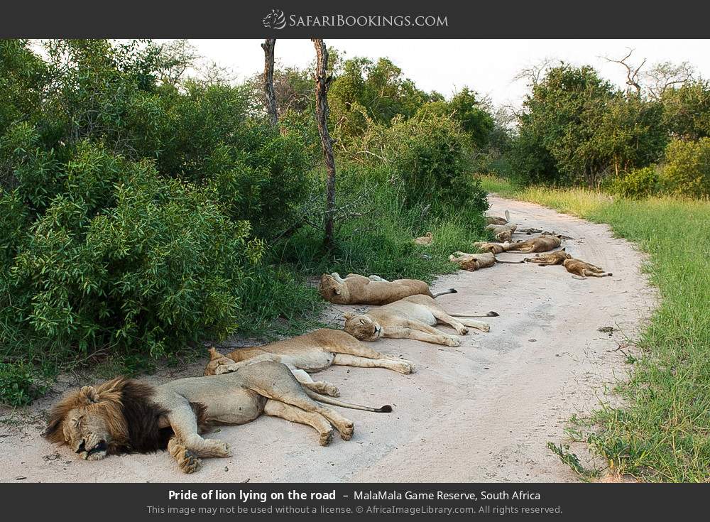 Pride of lion lying on the road in MalaMala Game Reserve, South Africa