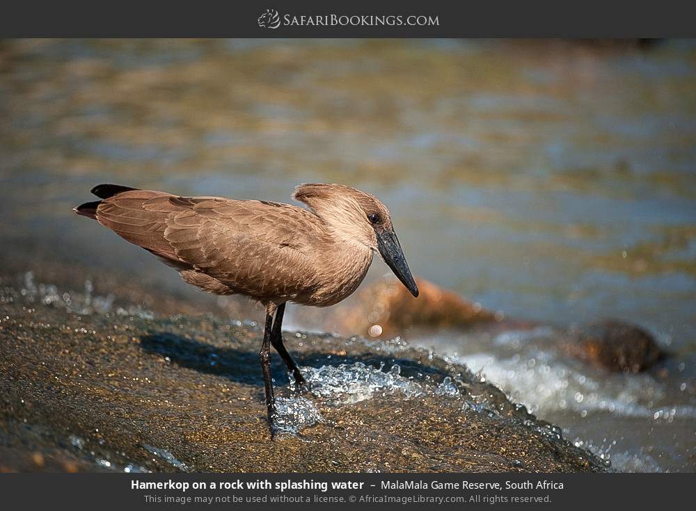 Hamerkop on a rock with splashing water in MalaMala Game Reserve, South Africa