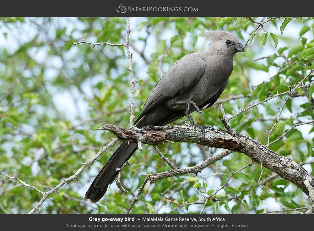 Grey go-away bird in MalaMala Game Reserve, South Africa