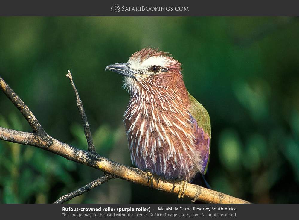 Rufous-crowned roller (purple roller) in MalaMala Game Reserve, South Africa