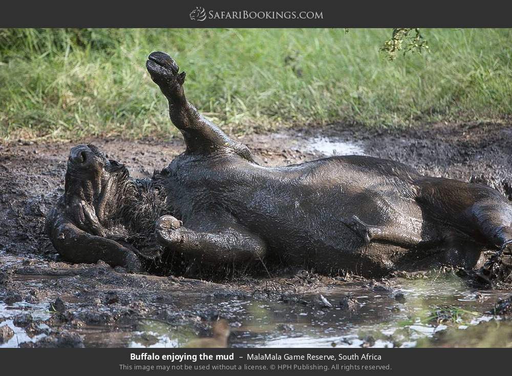 Buffalo enjoying the mud in MalaMala Game Reserve, South Africa