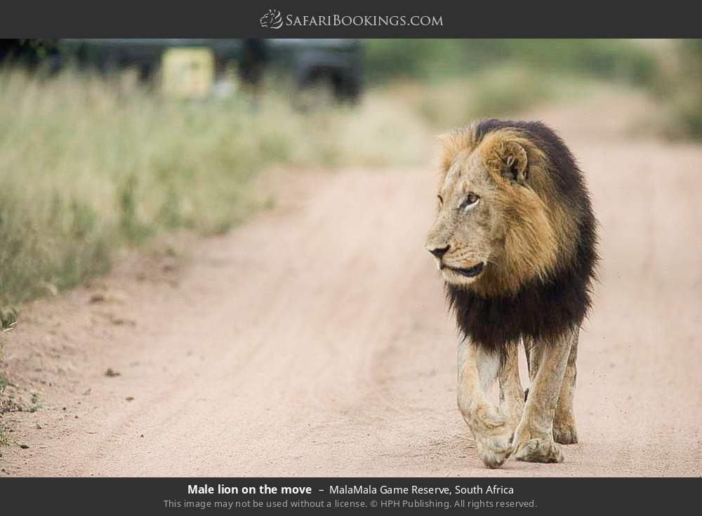 Male lion on the move in MalaMala Game Reserve, South Africa