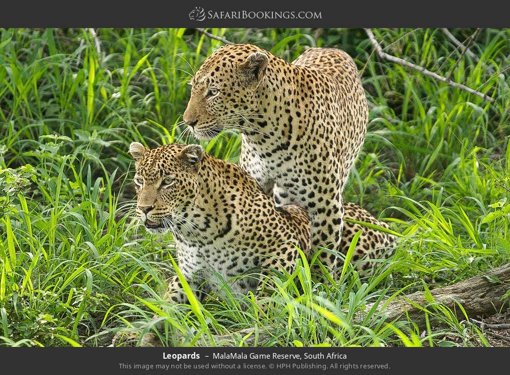 Leopards in MalaMala Game Reserve, South Africa