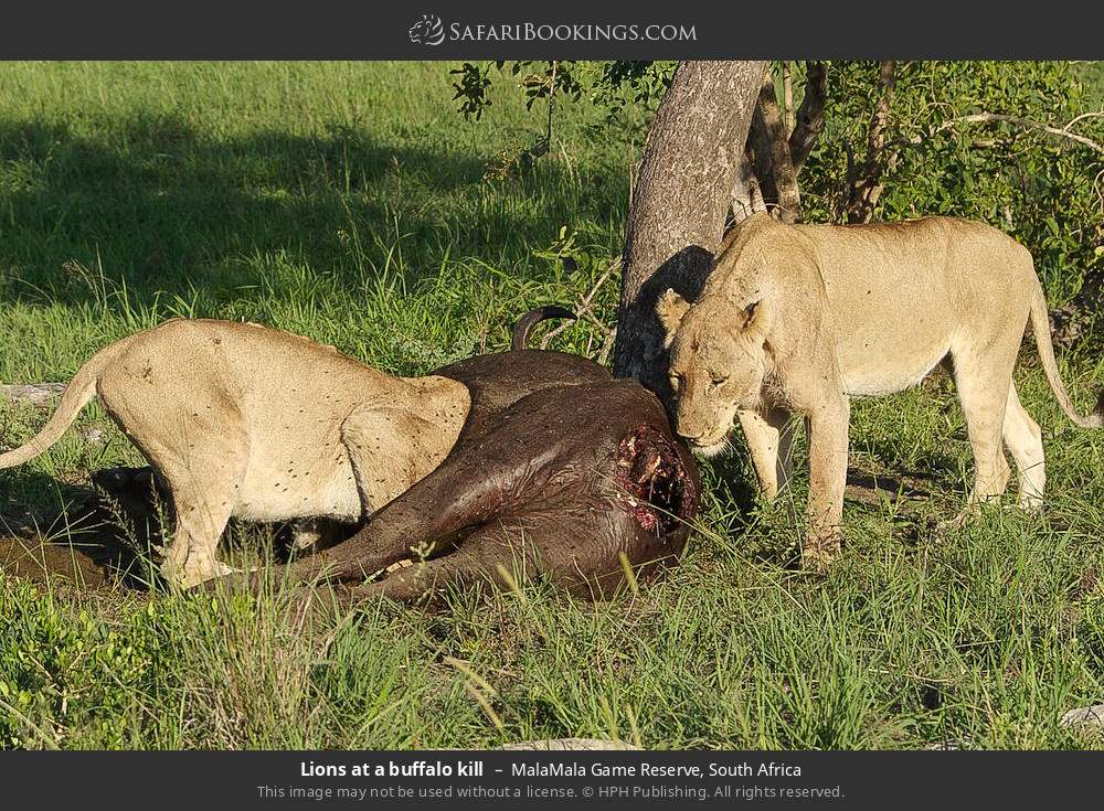 Lions at a buffalo kill in MalaMala Game Reserve, South Africa