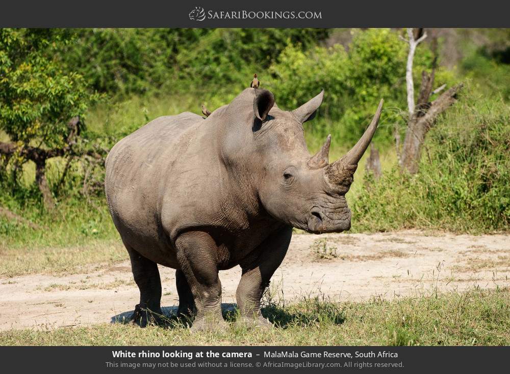 White rhino looking at the camera in MalaMala Private Game Reserve, South Africa