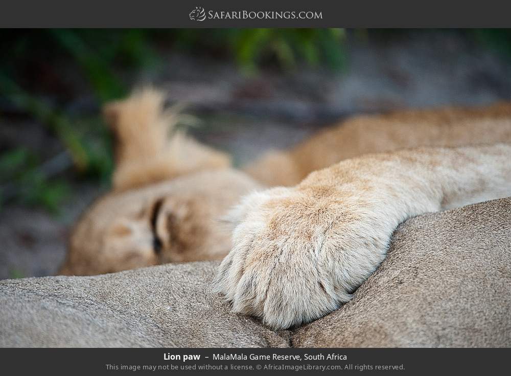 Lion paw in MalaMala Private Game Reserve, South Africa