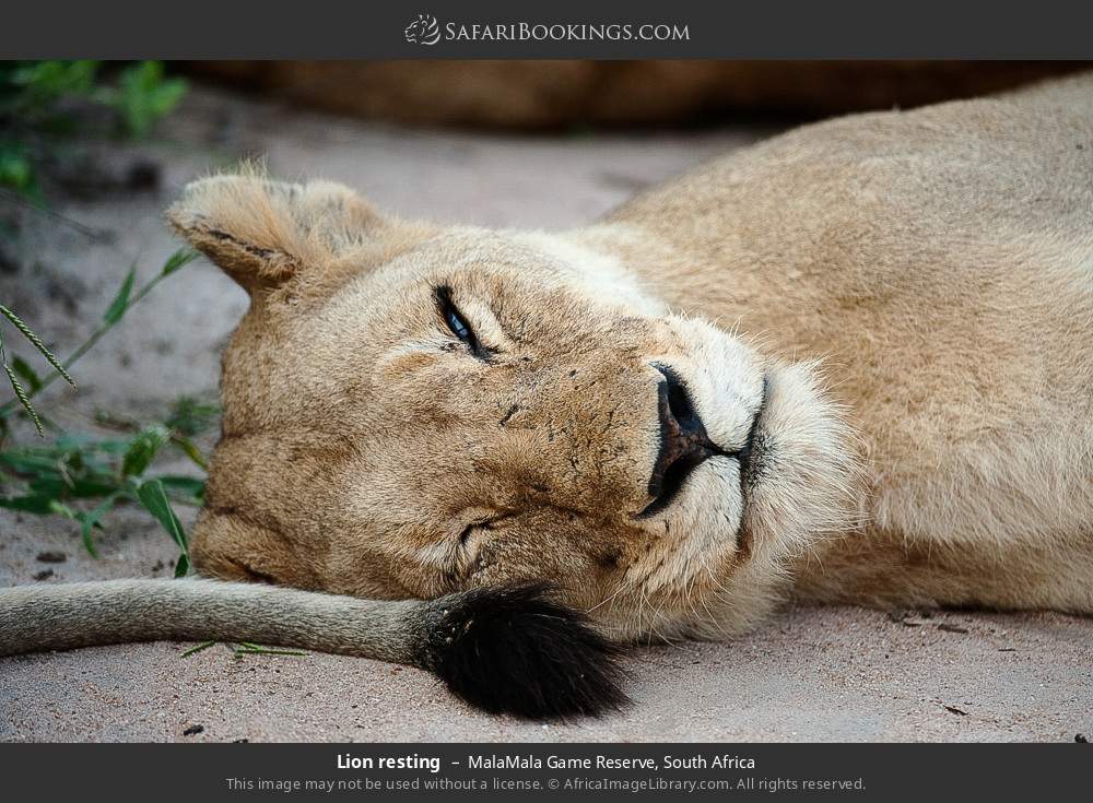 Lion resting in MalaMala Private Game Reserve, South Africa