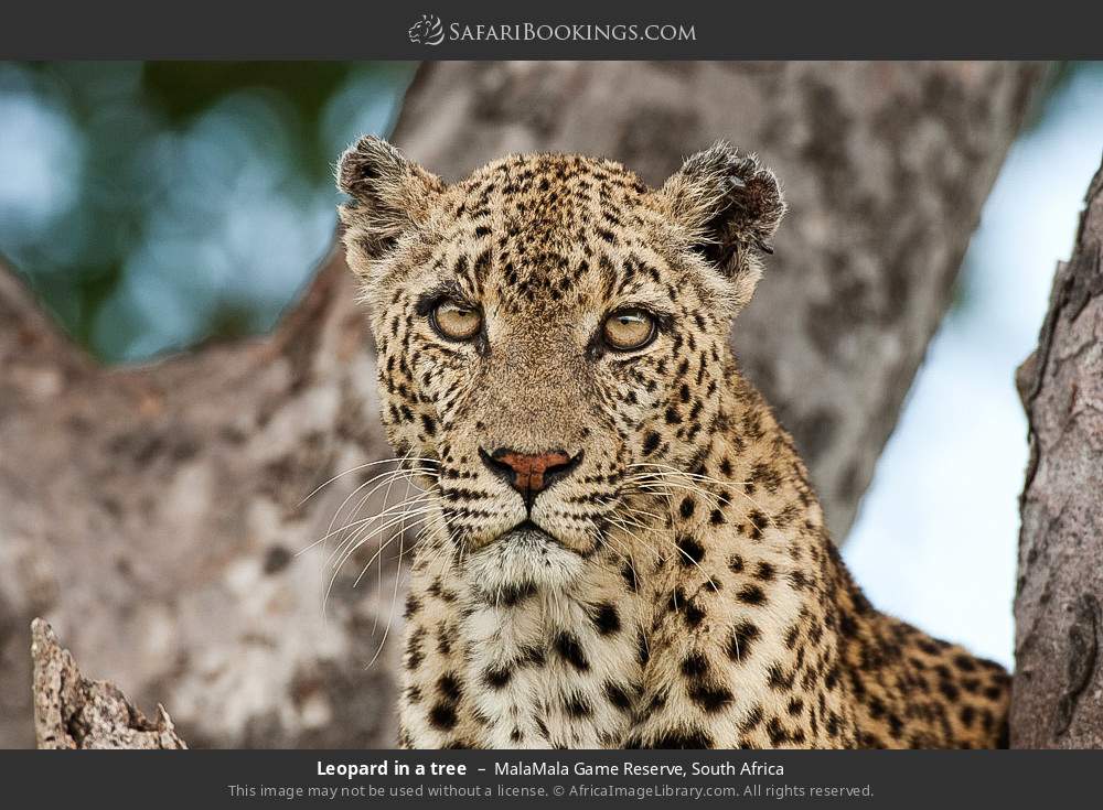 Leopard in a tree in MalaMala Private Game Reserve, South Africa