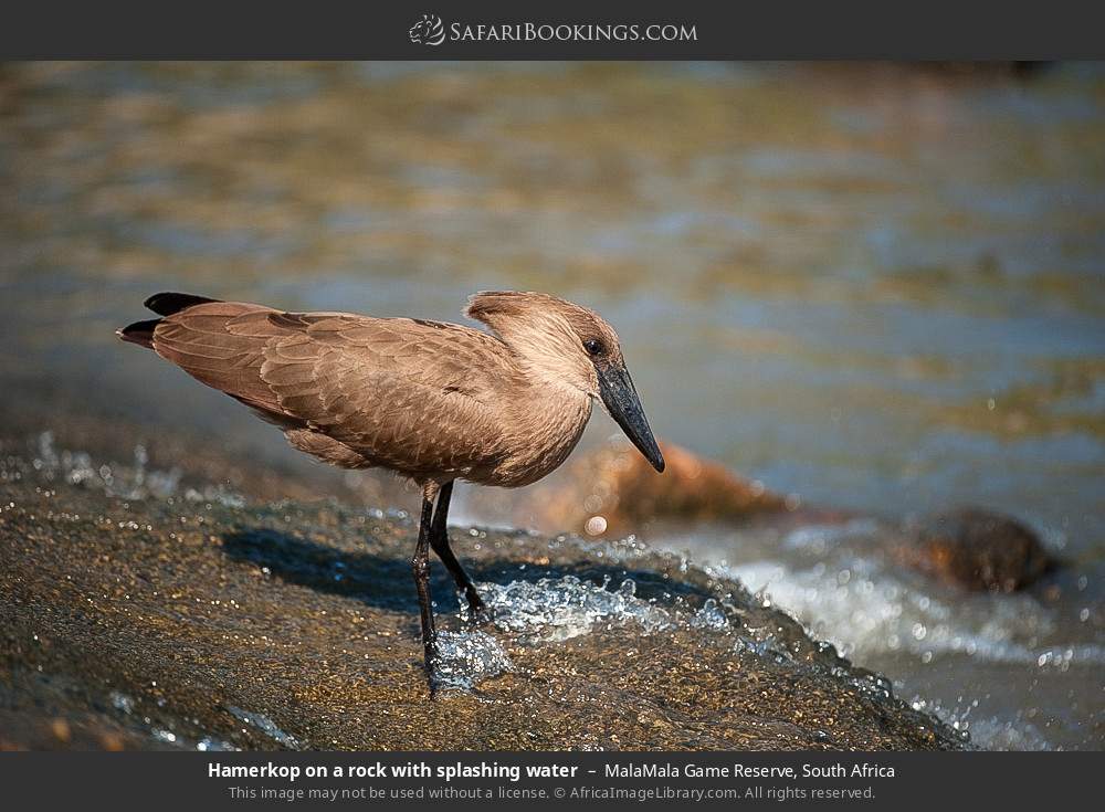 Hamerkop on a rock with splashing water in MalaMala Private Game Reserve, South Africa