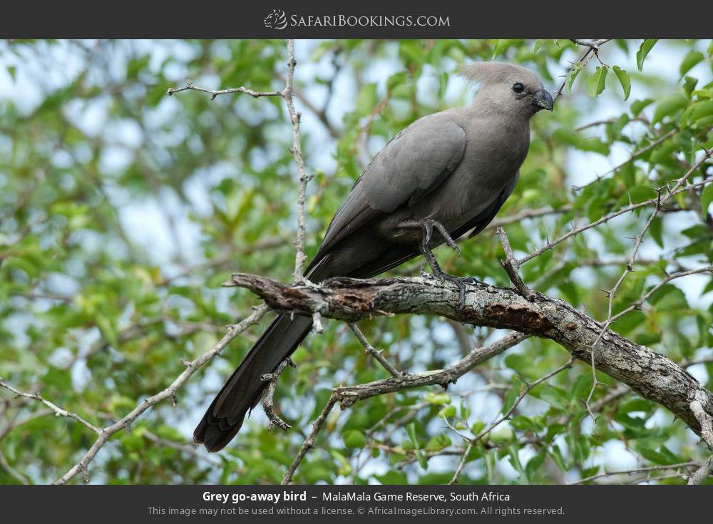 Grey go-away bird in MalaMala Private Game Reserve, South Africa