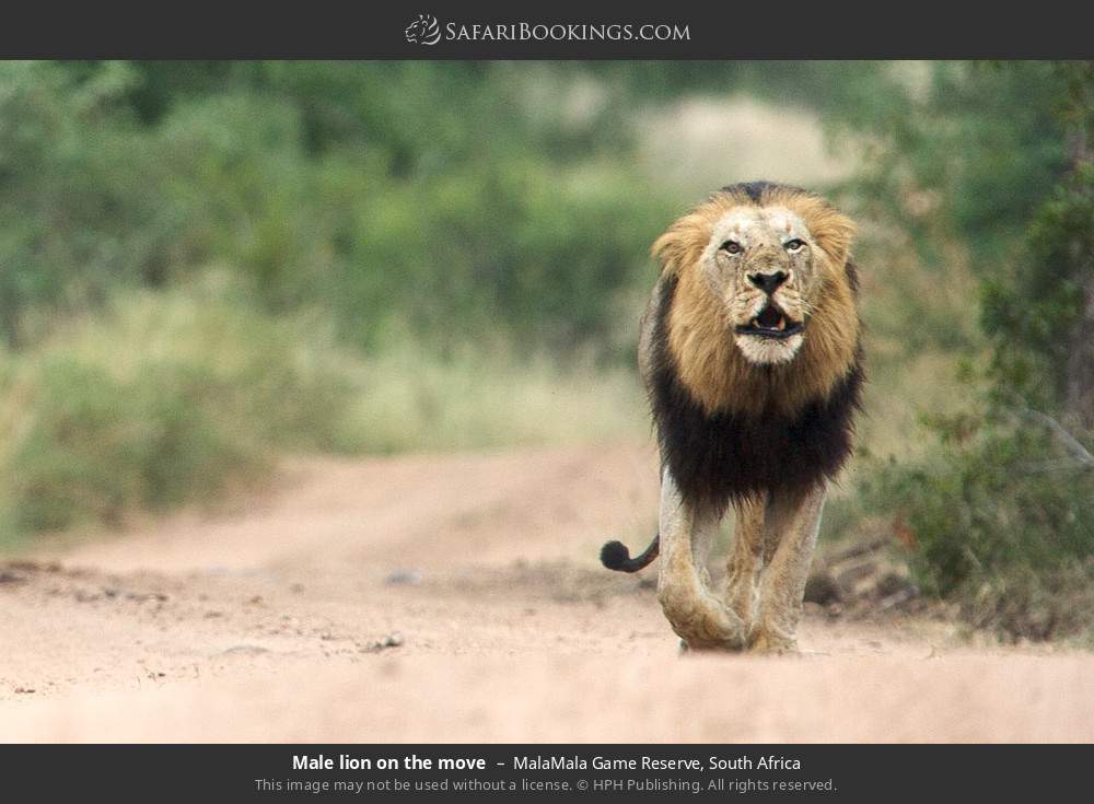 Male lion on the move in MalaMala Private Game Reserve, South Africa