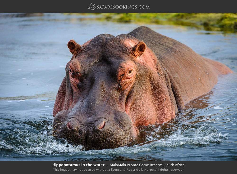 Hippopotamus in the water in MalaMala Private Game Reserve, South Africa