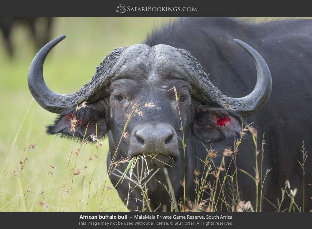African buffalo bull in MalaMala Private Game Reserve, South Africa
