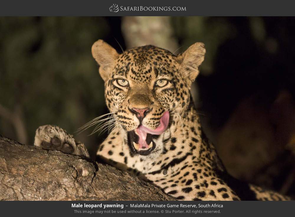 Male leopard yawning in MalaMala Private Game Reserve, South Africa