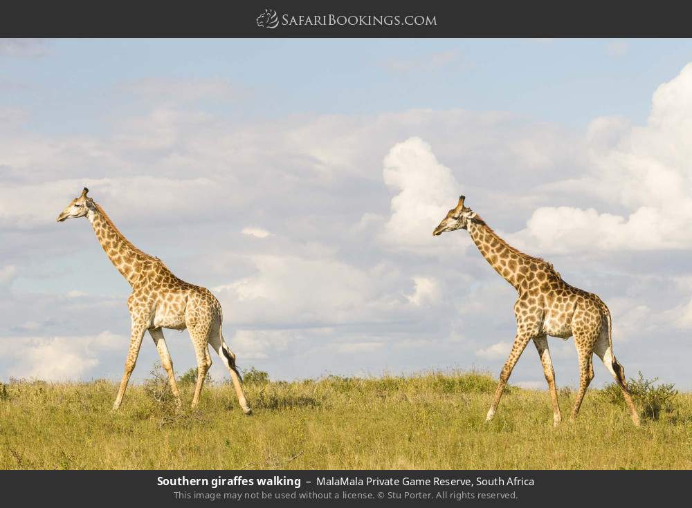 Southern giraffes walking in MalaMala Private Game Reserve, South Africa