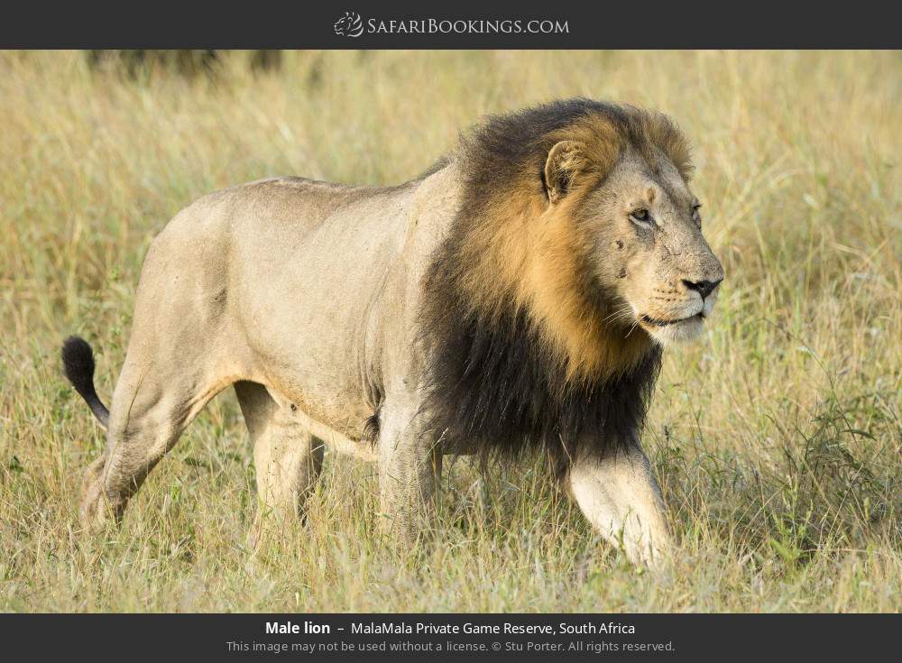 Male lion in MalaMala Private Game Reserve, South Africa