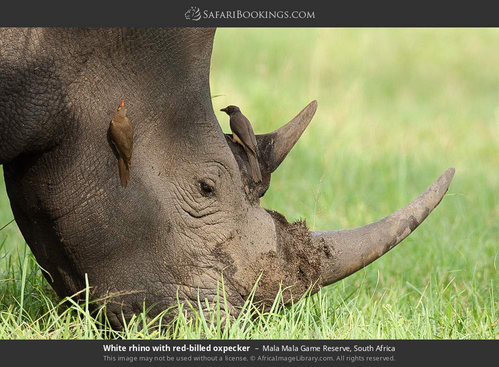 White rhino with red-billed oxpecker in Mala Mala Game Reserve, South Africa