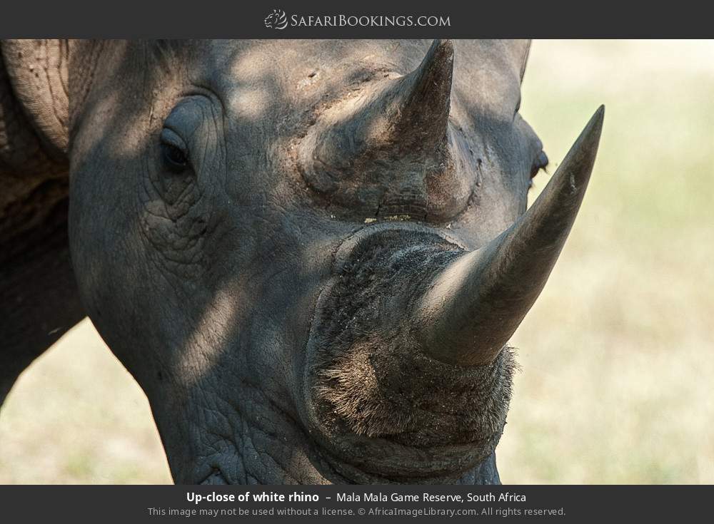 Up-close of white rhino in Mala Mala Game Reserve, South Africa