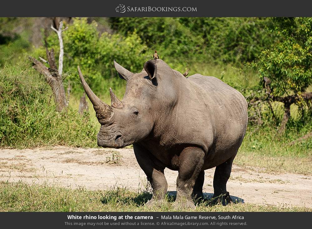 White rhino looking at the camera in Mala Mala Game Reserve, South Africa