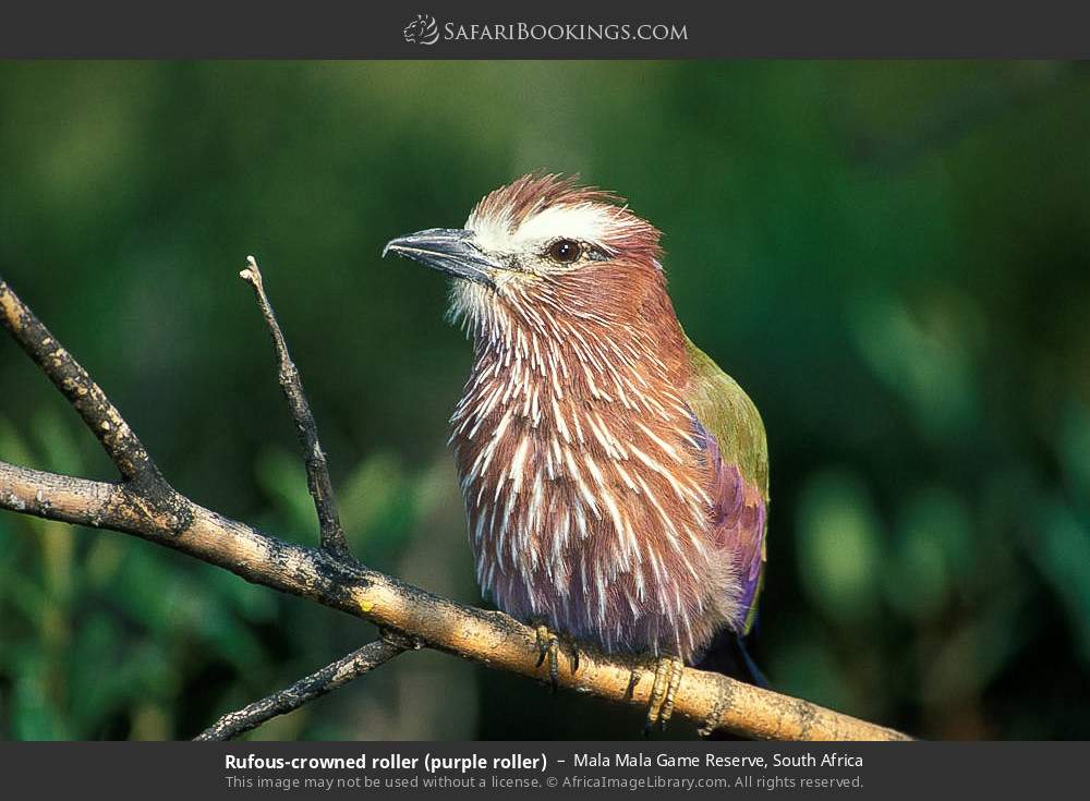 Rufous-crowned roller (purple roller) in Mala Mala Game Reserve, South Africa