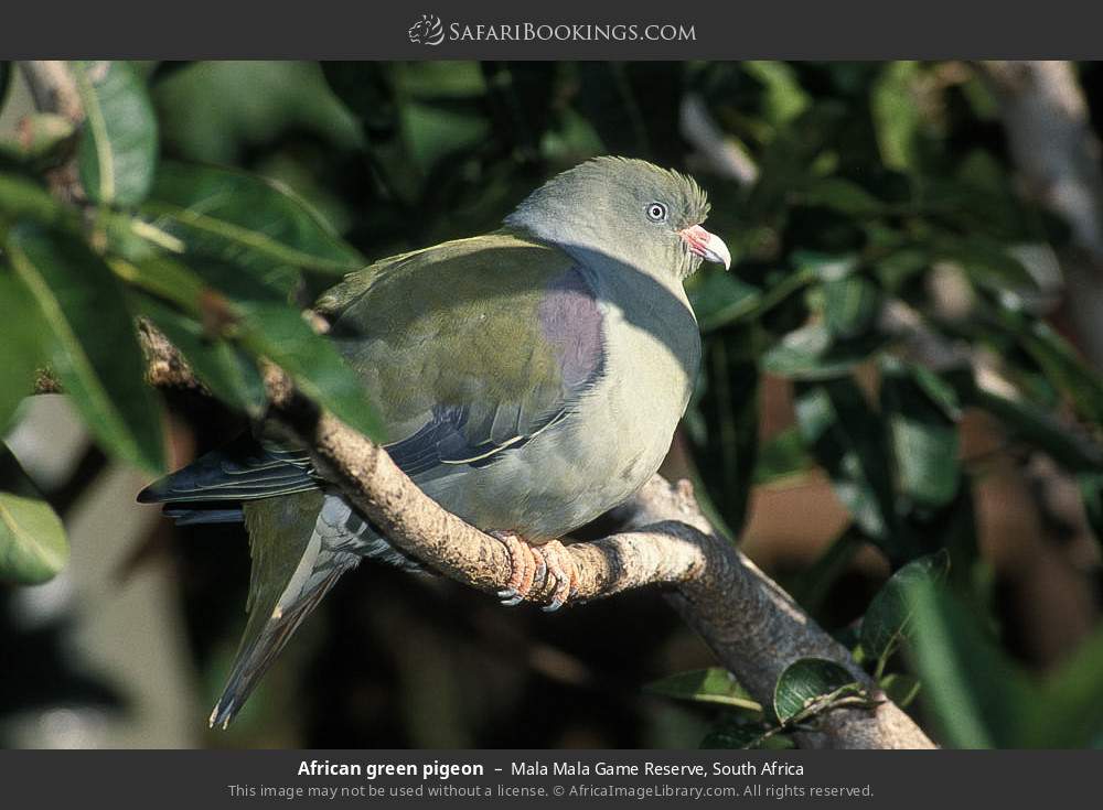 African green pigeon in Mala Mala Game Reserve, South Africa