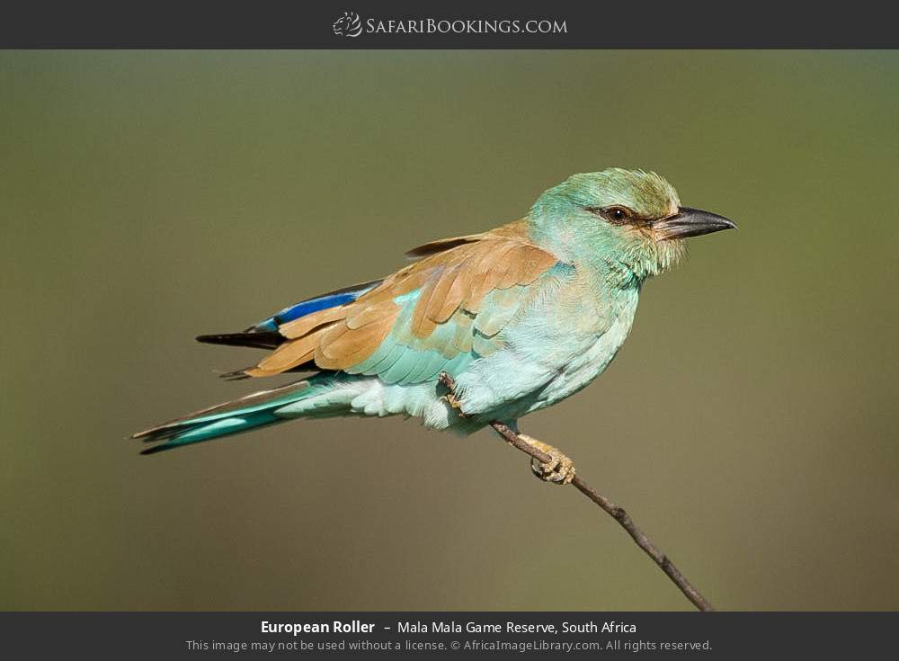European Roller in Mala Mala Game Reserve, South Africa