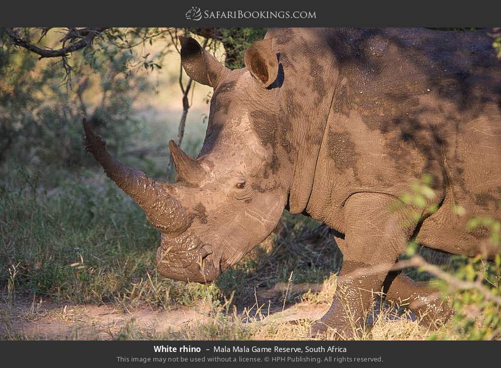 White rhino in Mala Mala Game Reserve, South Africa