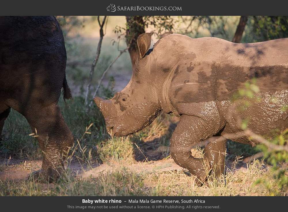 Baby white rhino in Mala Mala Game Reserve, South Africa