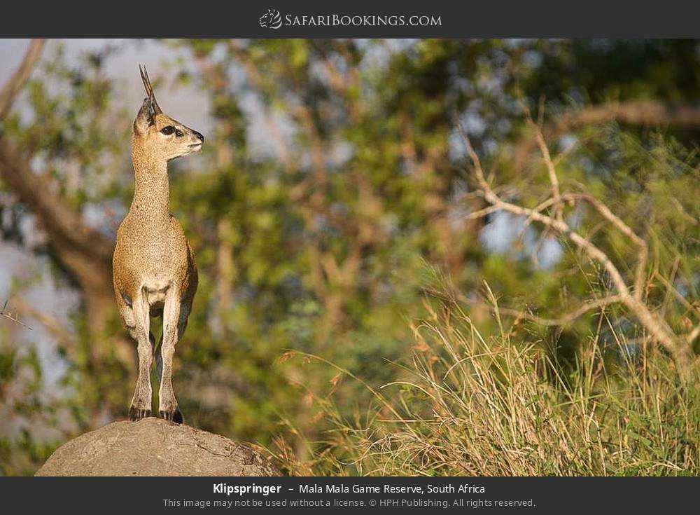 Klipspringer in Mala Mala Game Reserve, South Africa