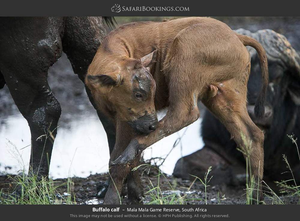 Buffalo calf in Mala Mala Game Reserve, South Africa