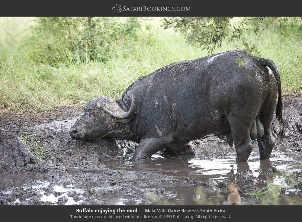 Buffalo enjoying the mud in Mala Mala Game Reserve, South Africa