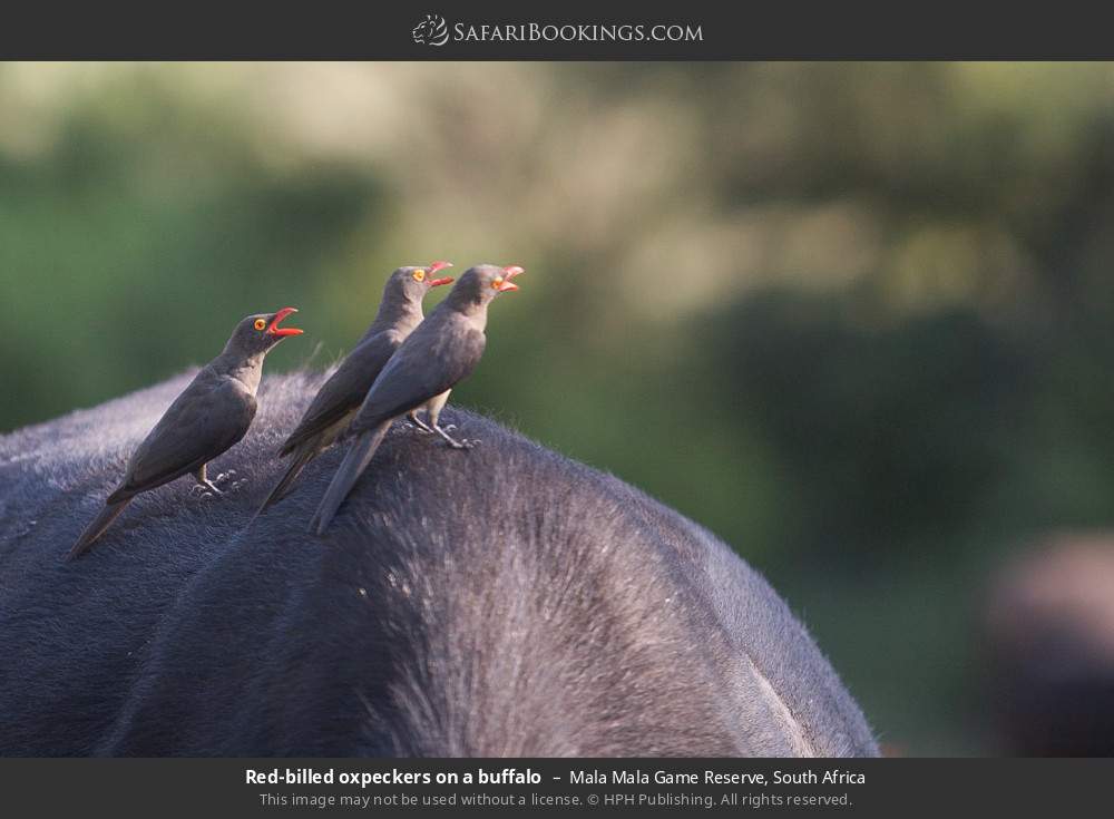 Red-billed oxpeckers on a buffalo in Mala Mala Game Reserve, South Africa
