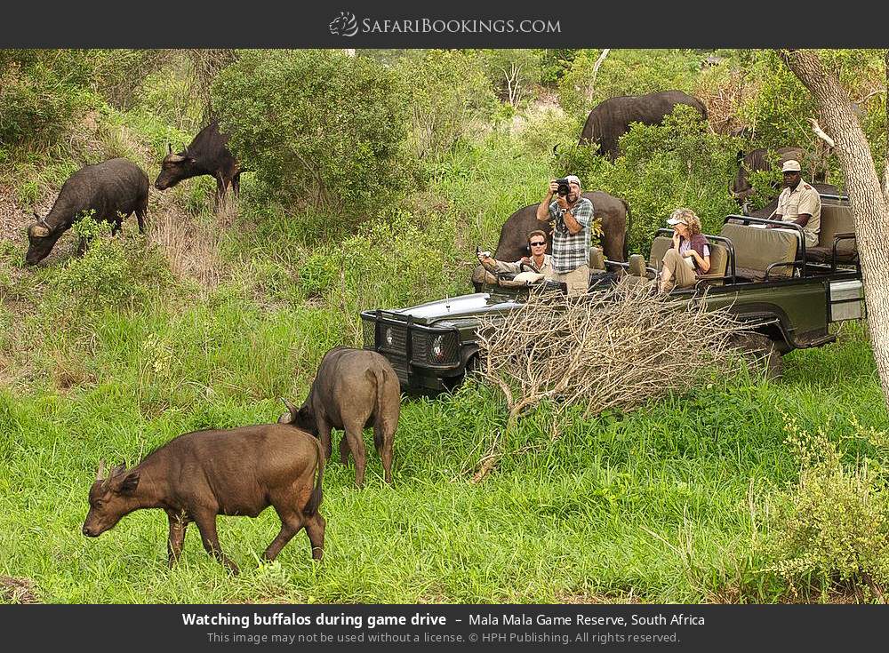 Watching buffalos during game drive in Mala Mala Game Reserve, South Africa