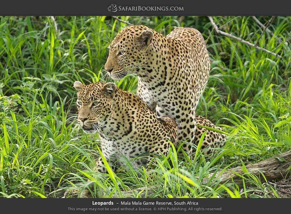 Leopards in Mala Mala Game Reserve, South Africa