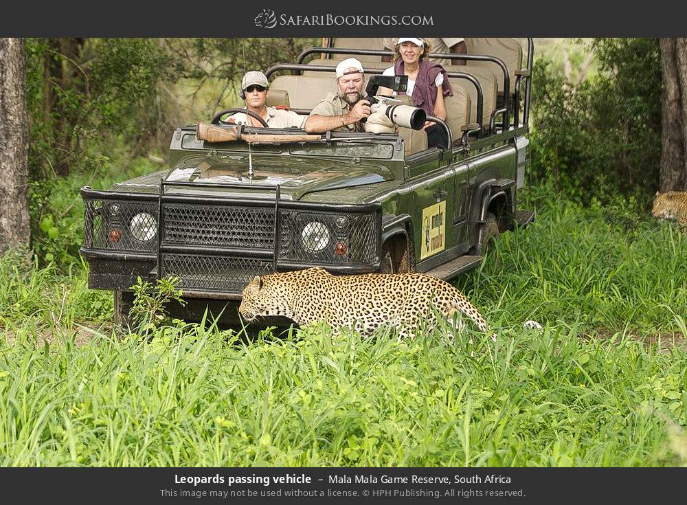 Leopards passing vehicle in Mala Mala Game Reserve, South Africa