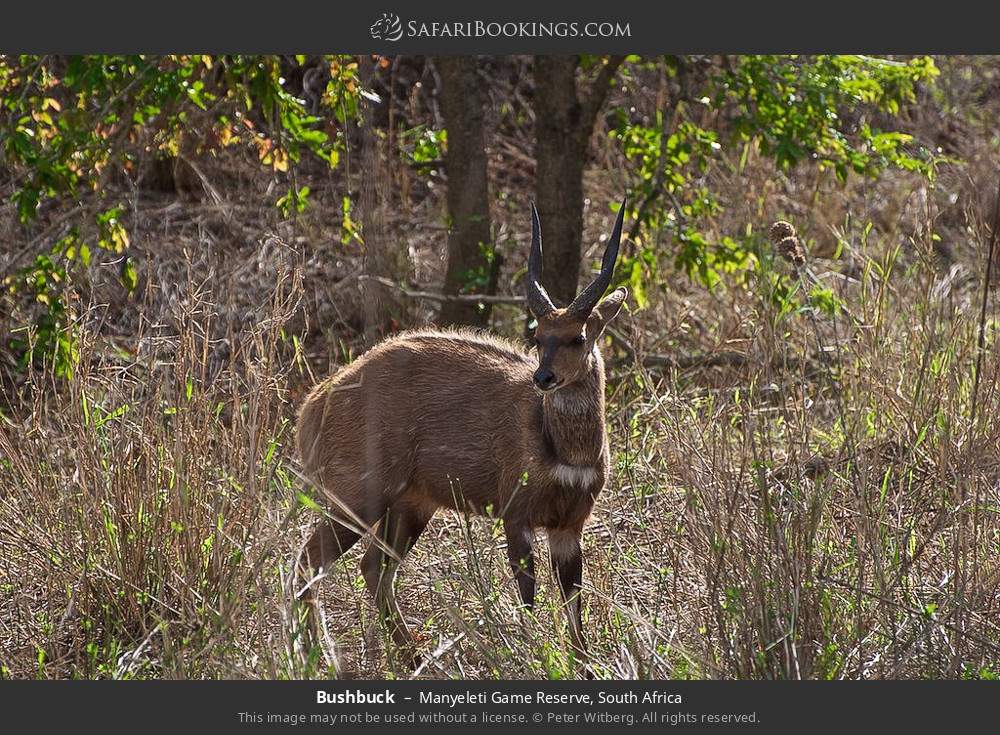 Bushbuck in Manyeleti Game Reserve, South Africa