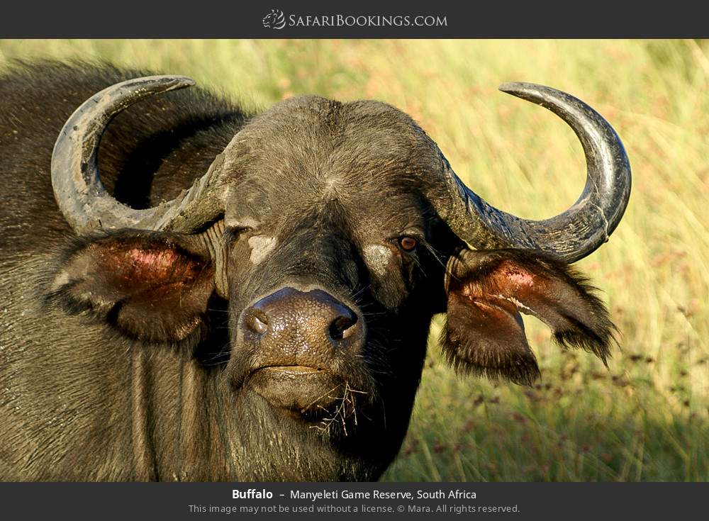 Buffalo in Manyeleti Game Reserve, South Africa