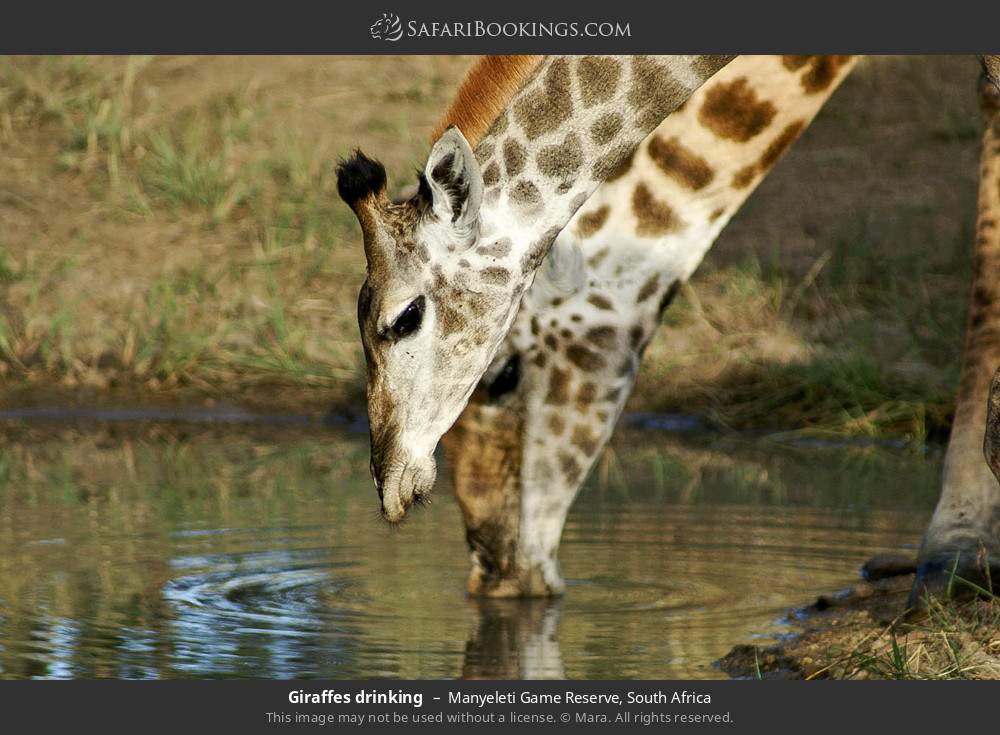 Giraffes drinking in Manyeleti Game Reserve, South Africa