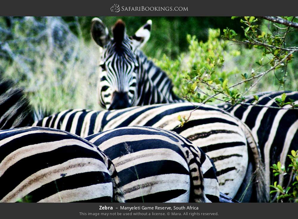 Zebra in Manyeleti Game Reserve, South Africa