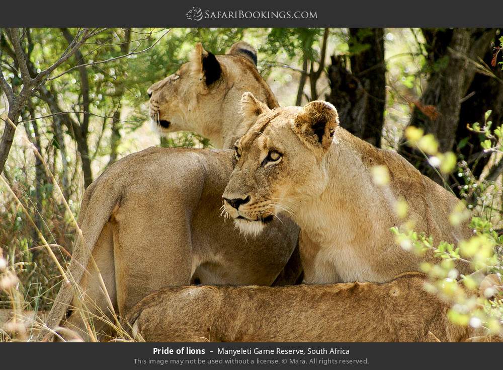 Pride of lions in Manyeleti Game Reserve, South Africa