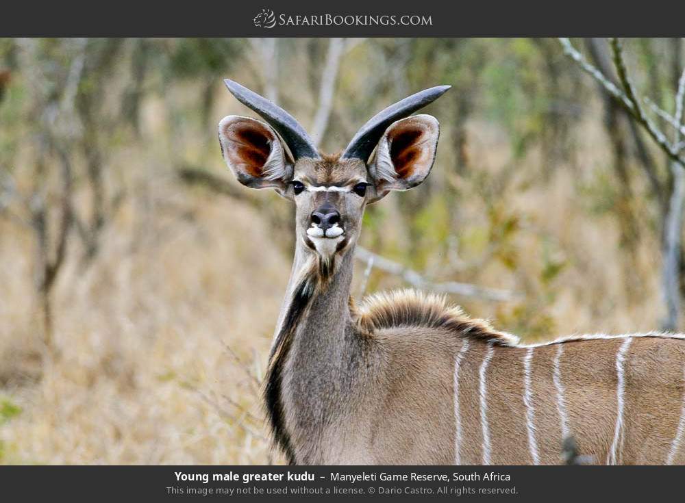 Young male greater kudu in Manyeleti Game Reserve, South Africa