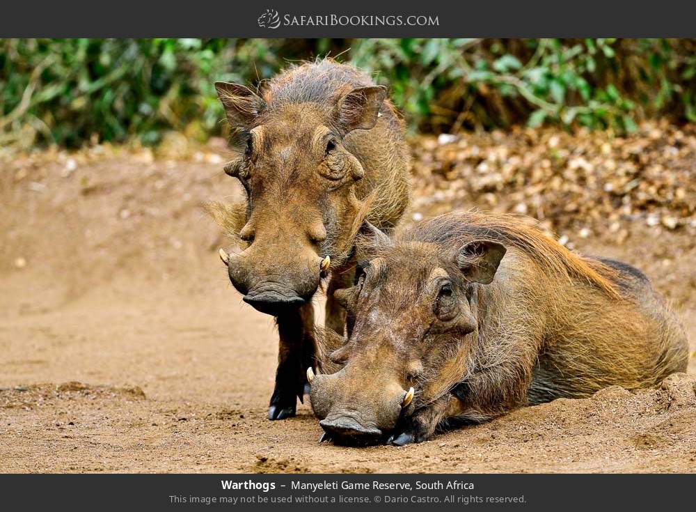 Warthogs in Manyeleti Game Reserve, South Africa