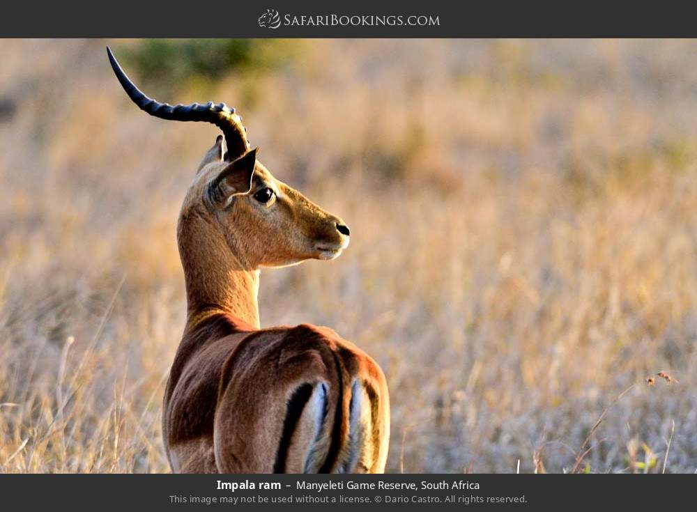 Impala ram in Manyeleti Game Reserve, South Africa