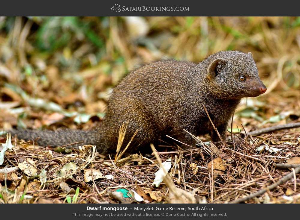 Dwarf mongoose in Manyeleti Game Reserve, South Africa