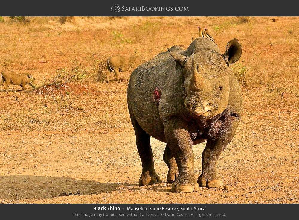 Black rhino in Manyeleti Game Reserve, South Africa