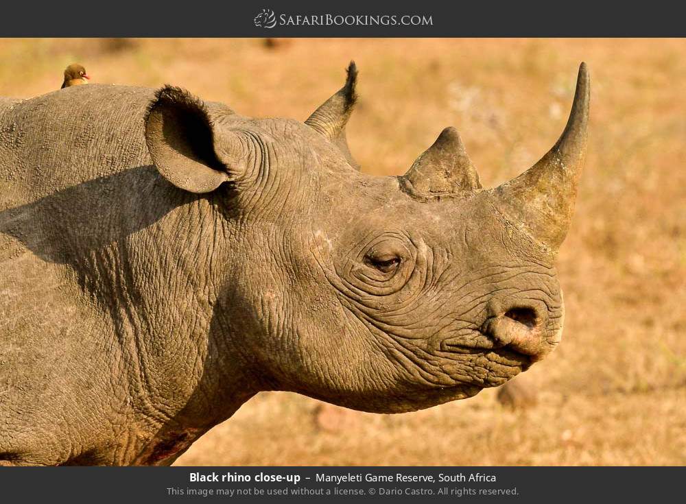 Black rhino close-up in Manyeleti Game Reserve, South Africa