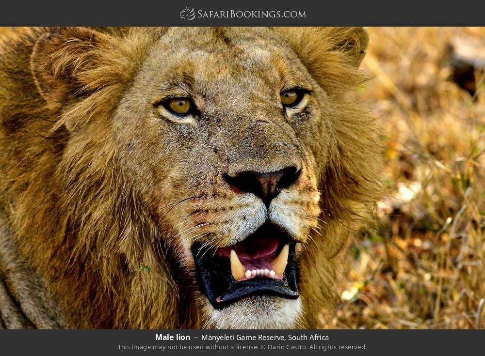 Male lion in Manyeleti Game Reserve, South Africa