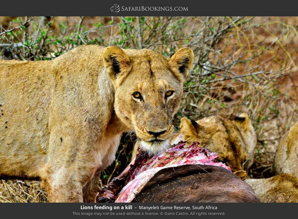 Lions feeding on a kill in Manyeleti Game Reserve, South Africa