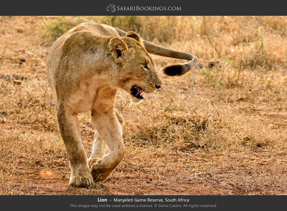 Lion in Manyeleti Game Reserve, South Africa