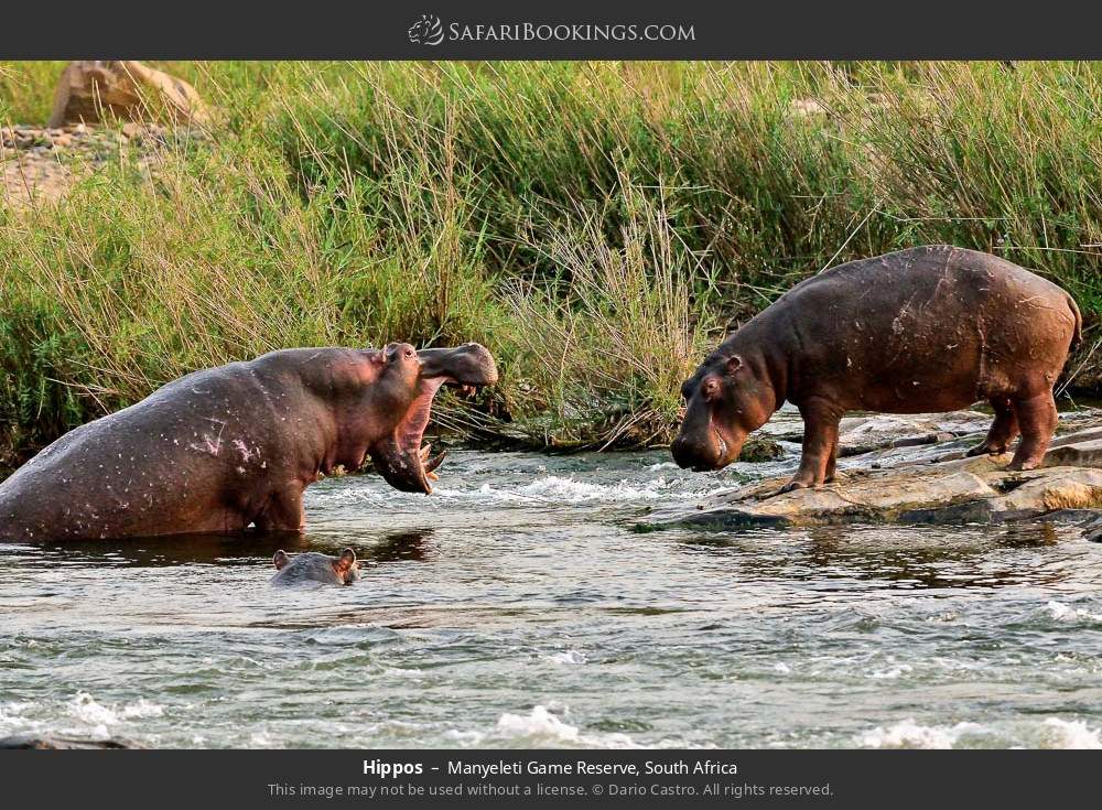 Hippos in Manyeleti Game Reserve, South Africa